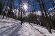 lichen sur meleze bois moulin neige