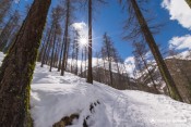 lichen virage sur sentier croix curlet hiver soleil