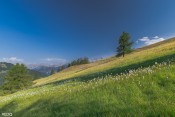 linaigrettes devant pic de rochebrune