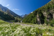 lit de fleurs blanches devant mont viso