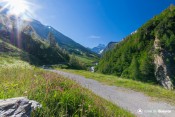 lit de fleurs roses devant mont viso