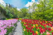 maison nature allee tulipes