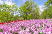 maison nature champs tulipe floues