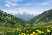 Dans la montée du Malrif : prairies et champs de fleurs jauness