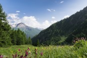 Après les Bertins, descente vers le hameau du Malrif, champs de fleurs