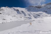 meleze perdu a proximite du lac baricle sous la taillante