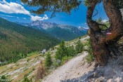 meleze sur sentier gr5 col fromage