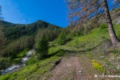 montee en foret le long route