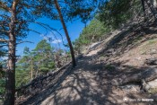 montee en pinede