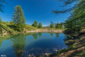 ombrage sous les melezes du lac des clots