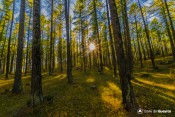 ombrages dans foret