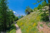 on quitte la lisiere pour arriver dans les alpages