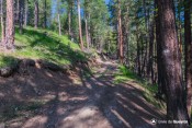 on retrouve le chemin forestier