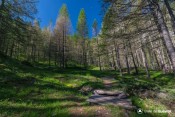 petit pont de bois lisiere