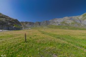 piquet de balisage et prairie fleurie