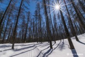 piste enneigee bois de roue