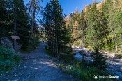 piste forestiere font sancte birfucation arbres remarquables