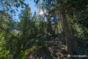 piste forestiere font sancte racine meleze