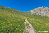 prairie jaune sous coulette