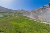 prairiefleurie sous col girardin