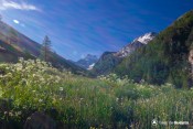 premiers rayons soleil sur fleurs devant mont viso