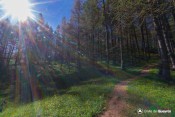 puit de lumiere en clairiere