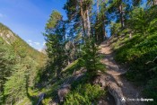 racine foret gambarel sentier col fromage