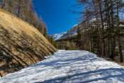 Dans la forêt de la montée du col Izoard