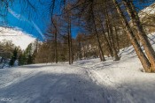 Derniers arbres avant le plateau de la Médille