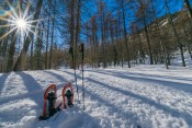 Pause sous les arbres, soleil levant