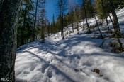 Arbre et neige dans le sous-bois