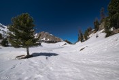 L'arbre au bord du lac : vue globale