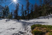 Clairière sous bois