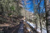 Départ dans les bois du Mélezet