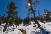 Deux arbres, sous le soleil