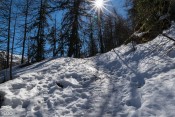 Montée sur un sentier glacé mais à l'ombre des mélèzes et pins cembros