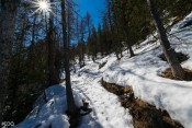 Neige et épines de Mélèze