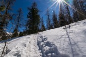 La poudreuse en haut de la foret du Mélèzet