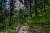 rayon soleil sous bois