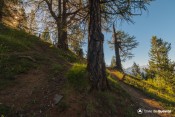 rayons soleil sur arbres sur sentier peas