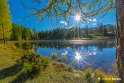 reflet soleil sous melezes