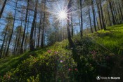 rhododendrons en foret