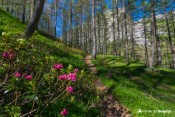 rhododentron en foret