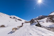 rocher hannibal musher chiens traineau