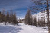saint veran au loin entre meleze piste ski de fond loups