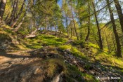 sentier en foret melezes