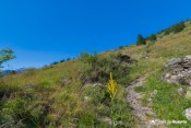 sentier et fleur jaune