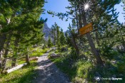 sentier font sancte bifurcation haute arbres remarquables