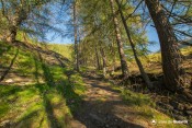 sentier ombrage
