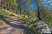 sentier sous melezes